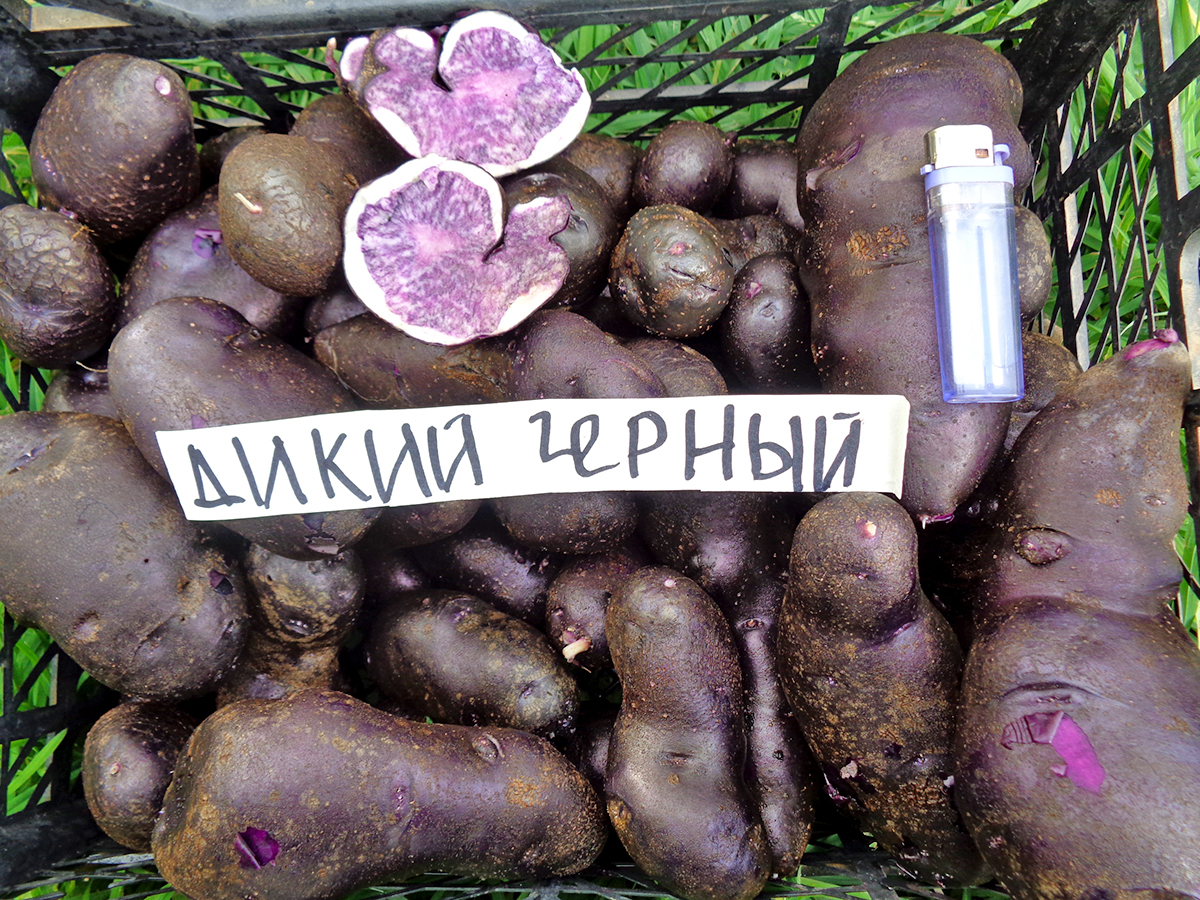 ‘Дикий черный’ ‘Дикий черный’