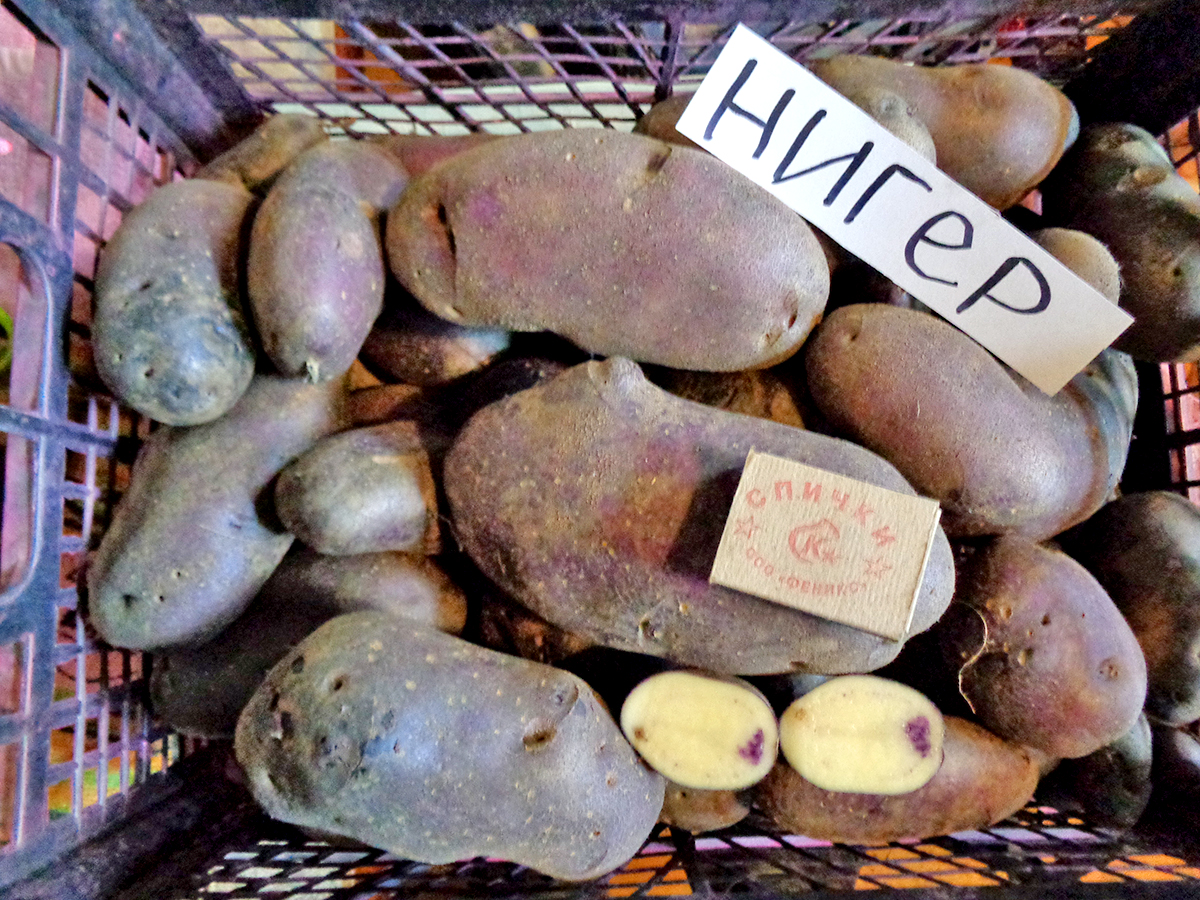 ‘Нигер’ ‘Нигер’