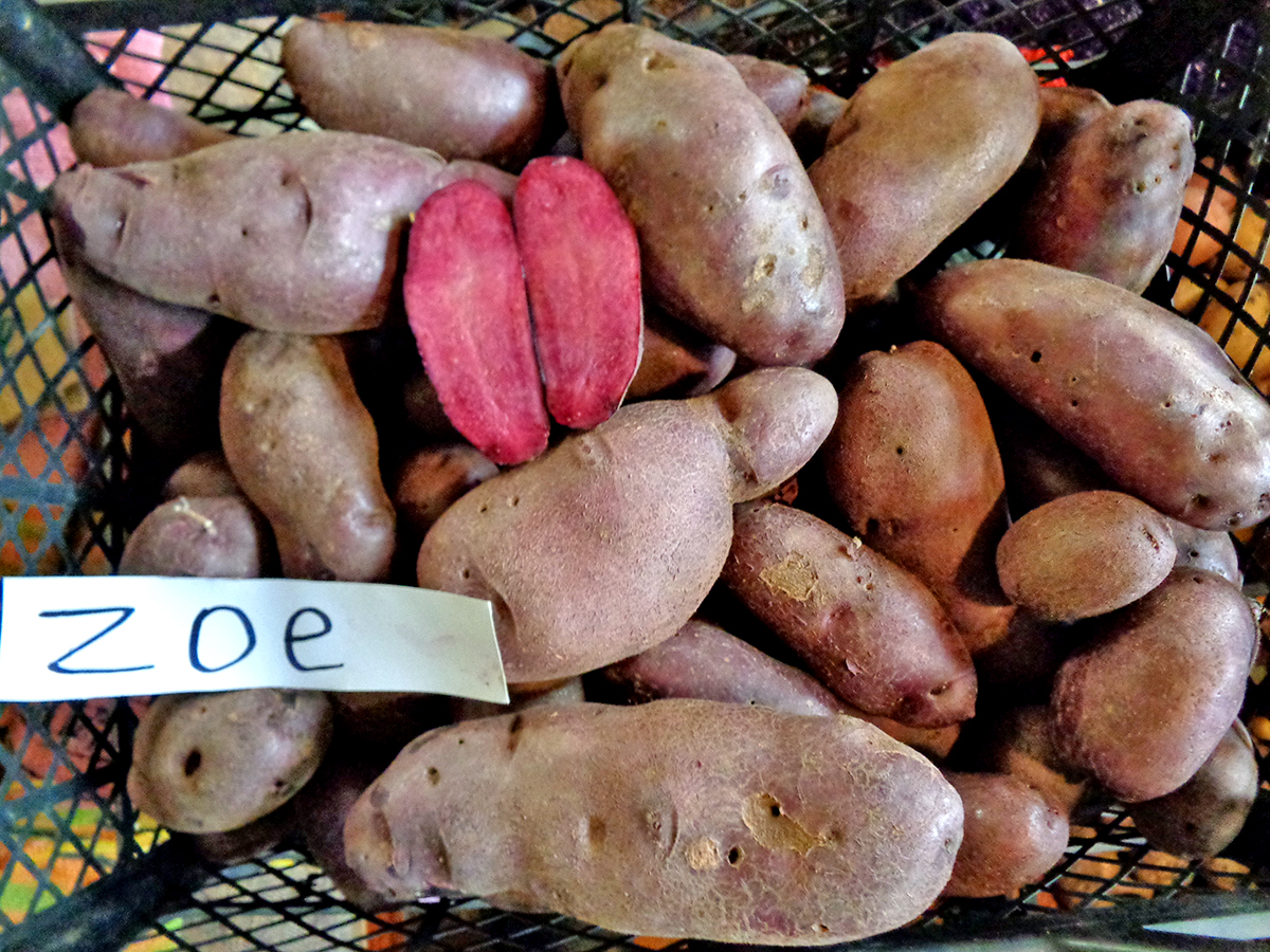‘Zoe’ (‘Зое’) ‘Zoe’ (‘Зое’)