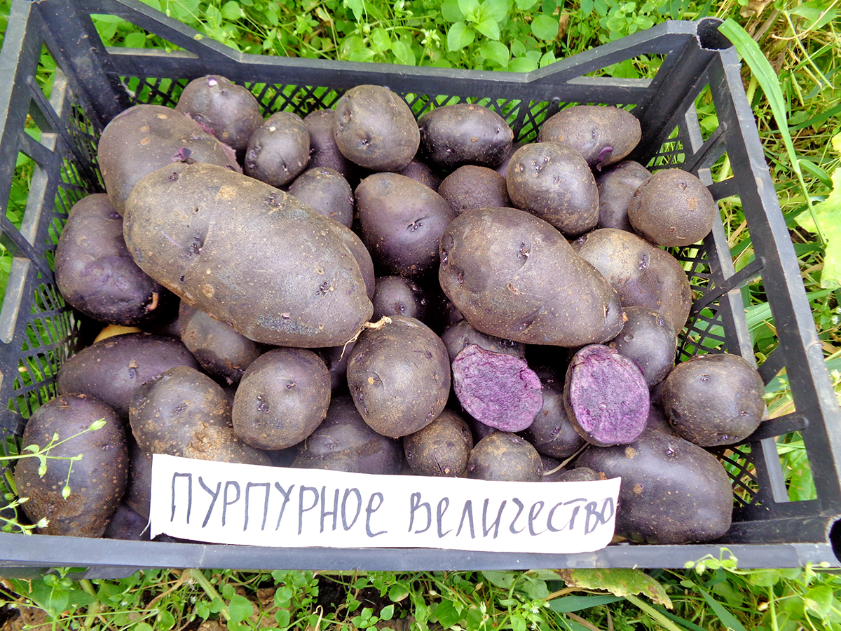 ‘Purple Majesty’ (‘Пурпурное величество’) ‘Purple Majesty’ (‘Пурпурное величество’)